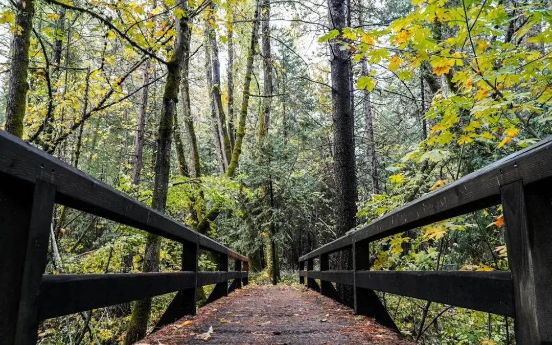 Lake Charm Walking Loop