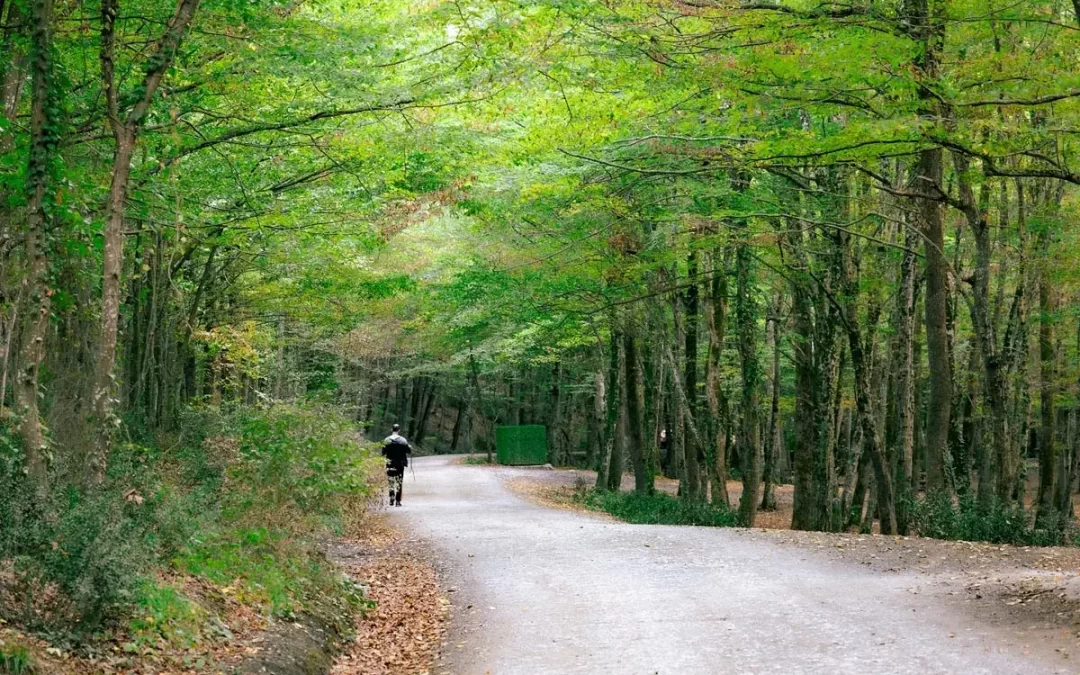 Koondrook Red Gum Forest Walk